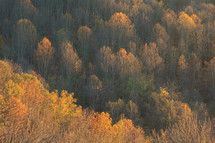Autumn trees foliage in West Virginia forest at golden hour