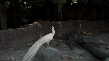  White Peacock In The Wilderness.	