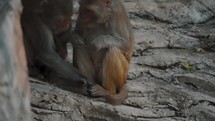 Affectionate Portrait Of A Couple Of Rhesus Macaque Monkeys In Zoo Wildlife Habitat. Close up	
