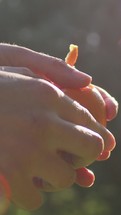 Hand Of Farmer Girl Peeling Sicily Orange Food