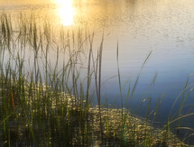 water reeds in a pond with soft glow effect