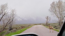 Deers crossing the road
