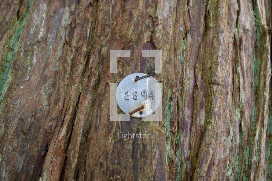 Identification Tag on Western Red Cedar Tree