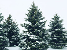 Winter snow on Christmas evergreen pine trees