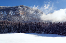 evergreen forest and Vercors Regional Natural Park