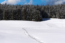 evergreen forest in winter snow 
