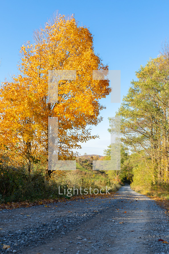 Bright orange fall tree next to rural gravel road through autumn forest vertical