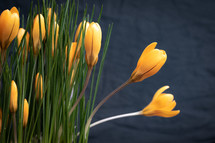 Yellow tulip flower buds opening with green leaves