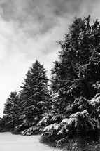 snow on evergreen trees 