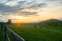 cows grazing in a pasture at sunrise 