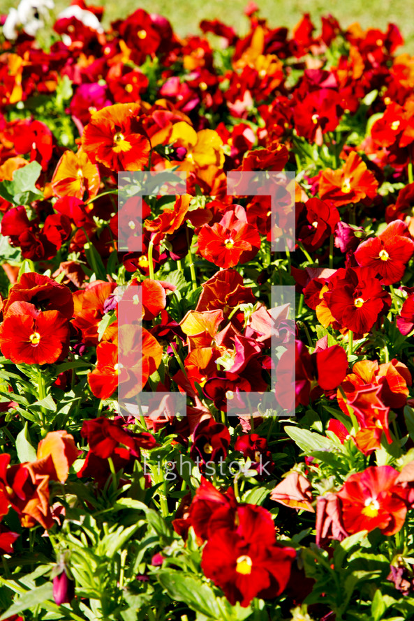 red flowers in a flower bed 