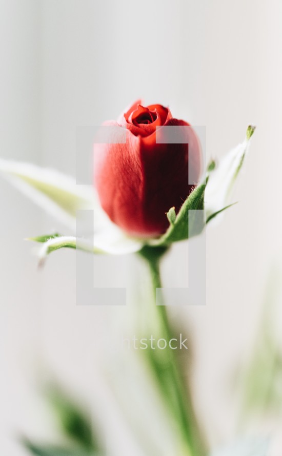 red rose bud 