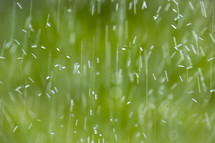 Water drops from a lawn sprinkler falling on green grass  