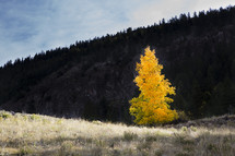 An aspen stands alone against a dark mountain in the background.