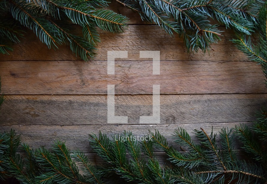 Border of Spruce branches on a rough cut wood background