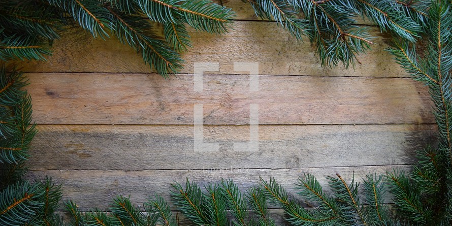Border of Spruce branches on a rough cut wood background