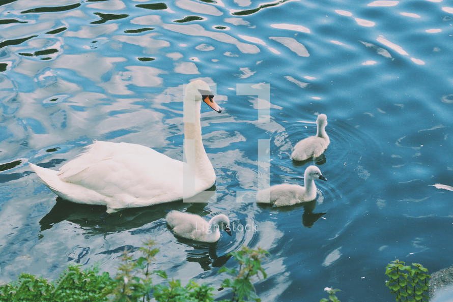 a swan and duckings 