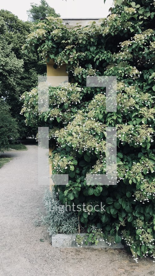 lush green plants in front of a house 