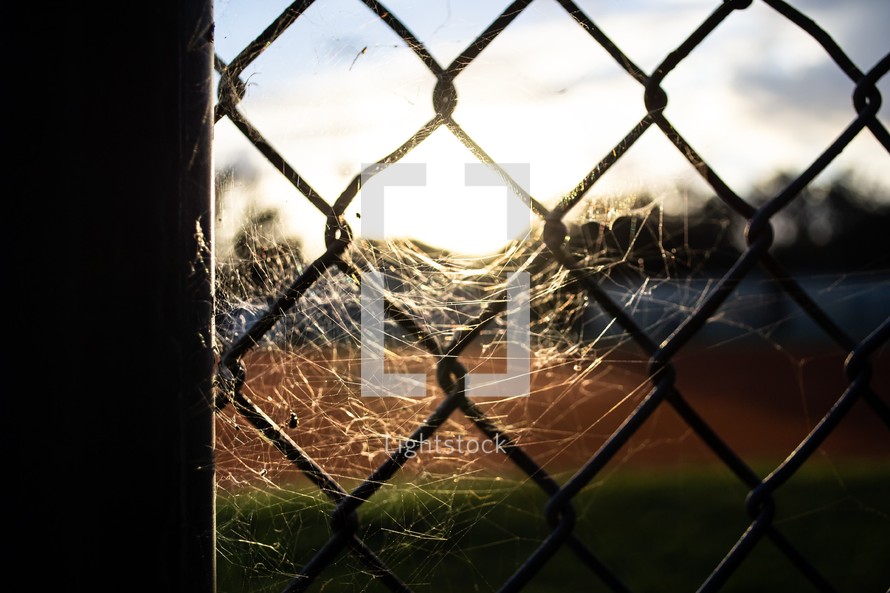 spider web in a chain link fence 