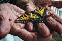 butterfly in an elderly woman's hands 