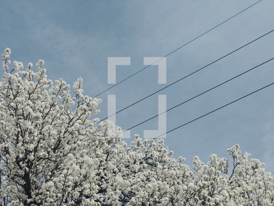white spring blossoms and power lines 
