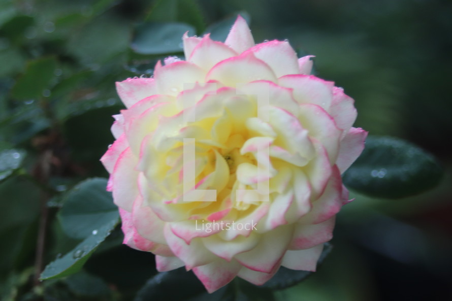white flecked rose 