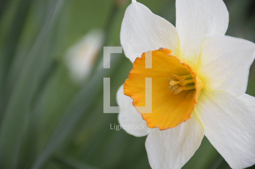 white daffodil with a yellow center 
