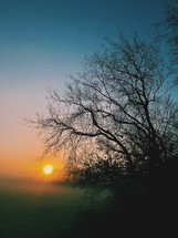 bare trees in a foggy forest at sunrise 
