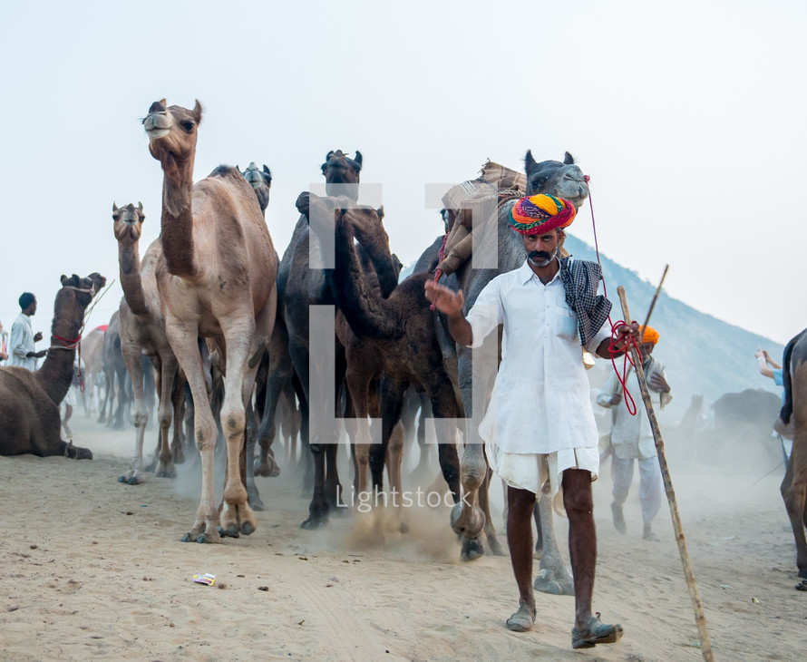 Man herding camels through the desert.
