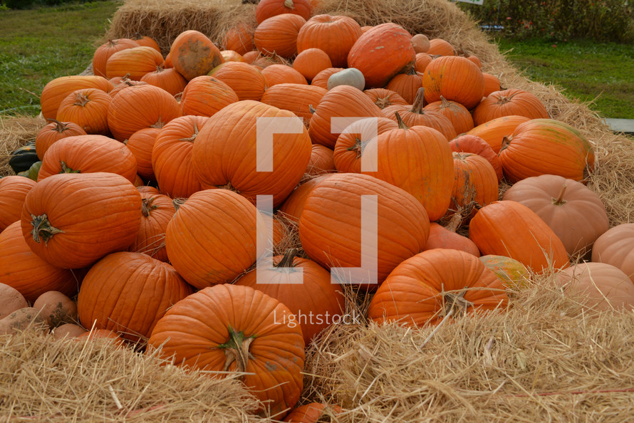 pumpkins in hay 