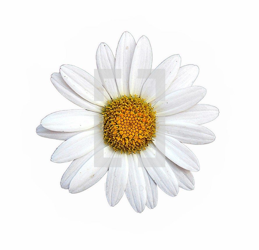 daisy on a white background 
