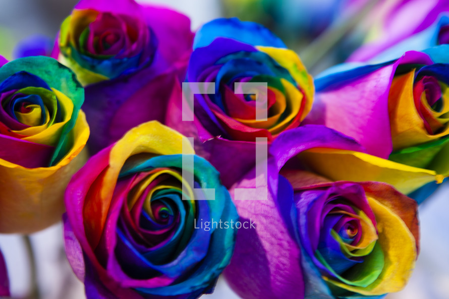 rainbow roses 