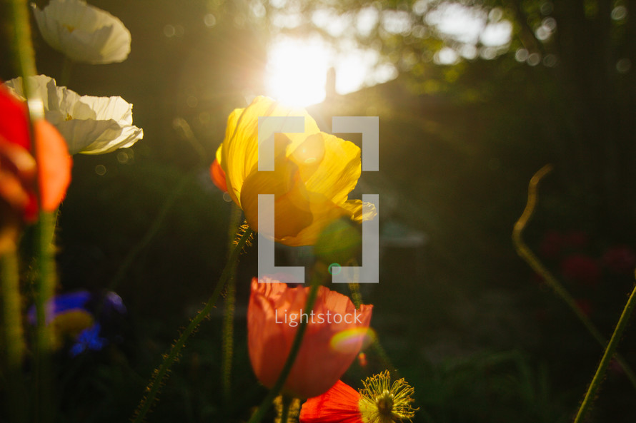 flowers and sunlight 