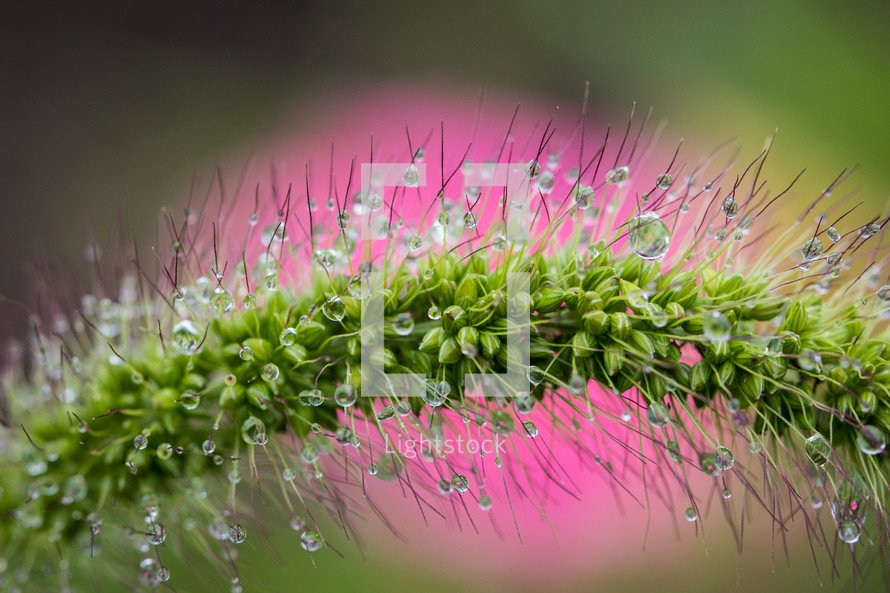 Green spindly plant with water drops and a pink background