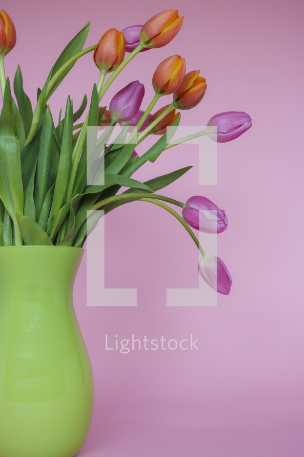 pink background and tulips in a vase 