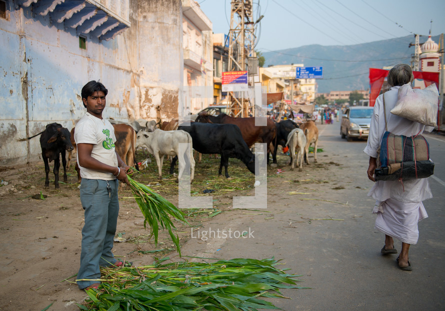 grazing cows on the streets of India 