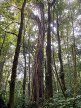 Cloud forest of Reserva Biologica Bosque Nuboso Monteverde, Costa Rica