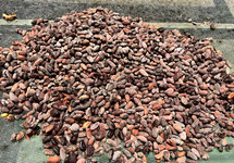 Ripe cocoa fruit. The cocoa beans are extracted from them and then toasted., 
