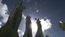 Clouds rushing over cactuses
