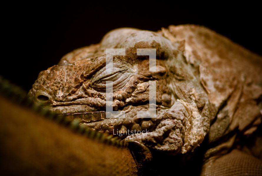 sleeping iguana 