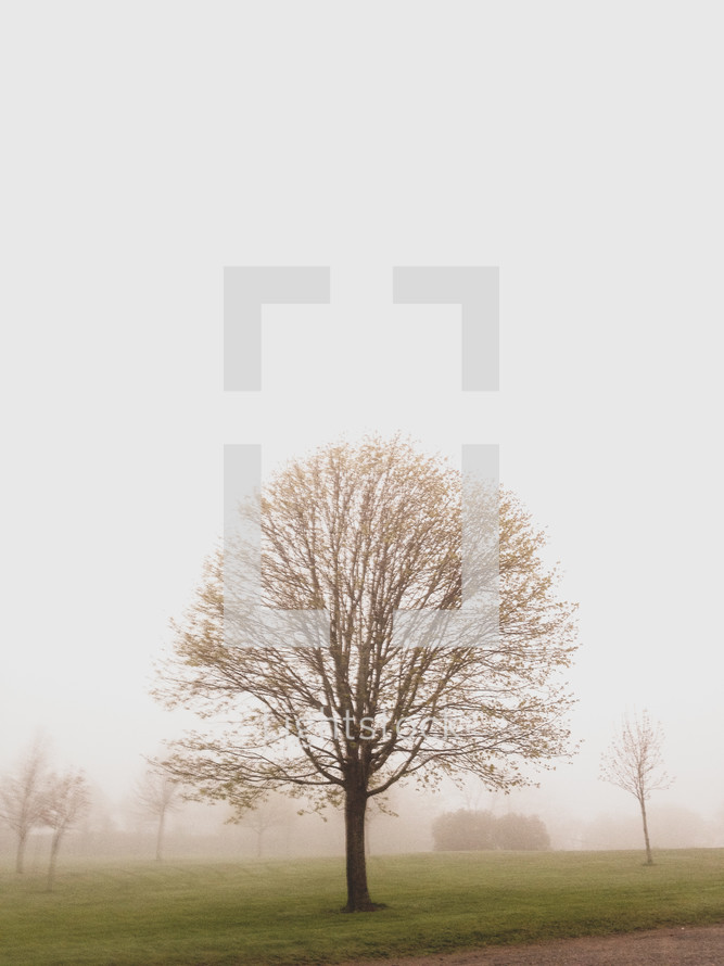spring tree budding in a foggy field 