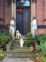 dogs on leashes on a steps in front of a house 
