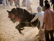 a man leading a horse in India 