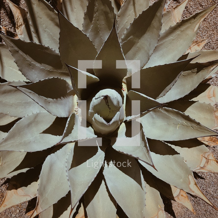 yucca plant 