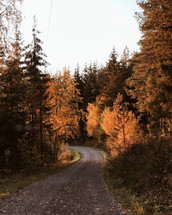 gravel road through an autumn forest 