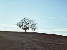bare tree on a hill 