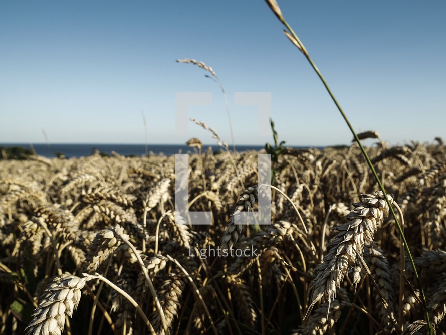wheat grains in Sweden 
