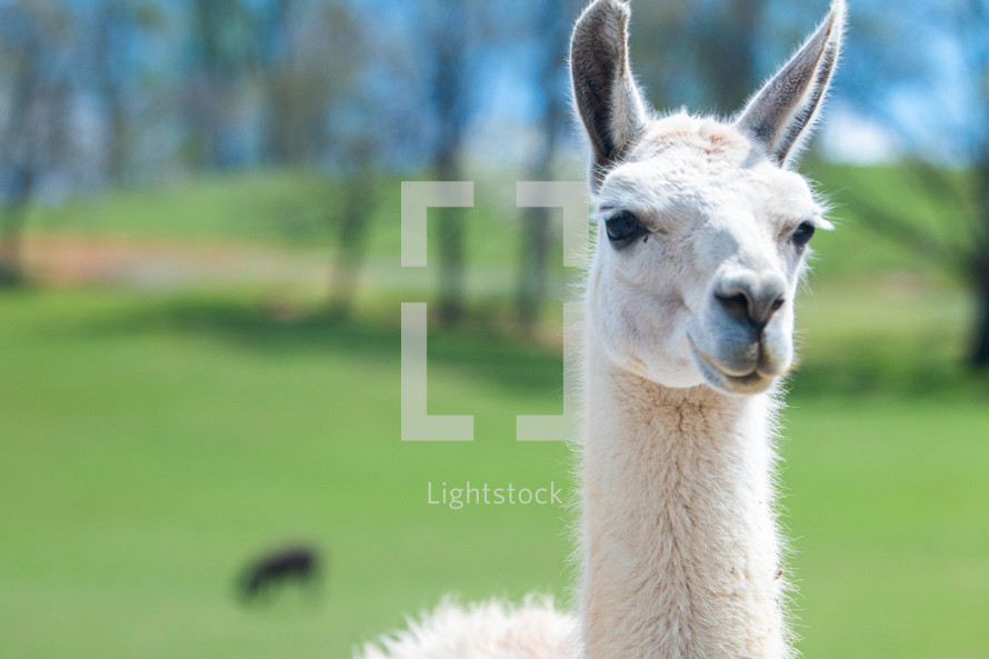 Closeup of a llama