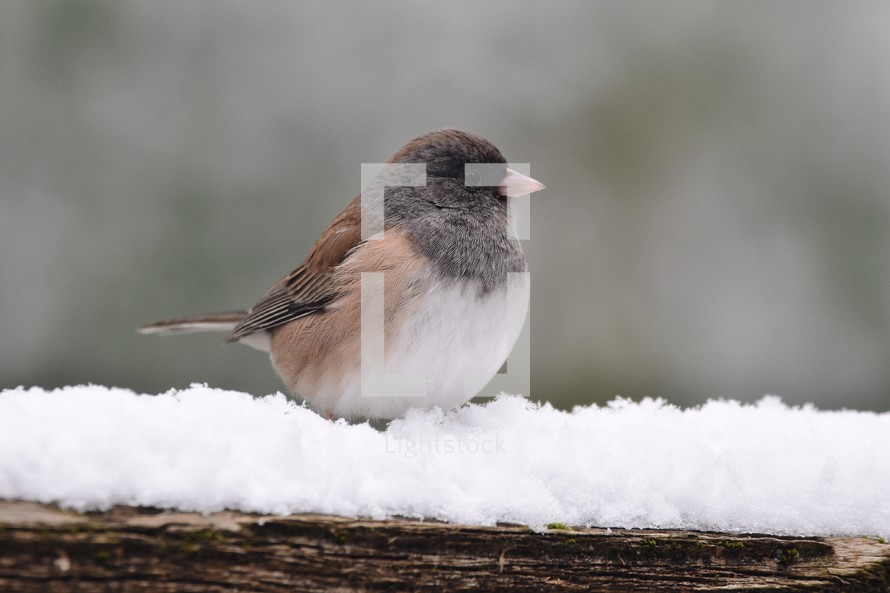 song bird perched in snow 