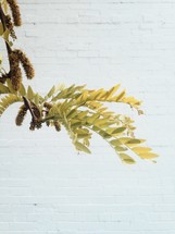 pollen and flowers on a branch against a white brick wall 